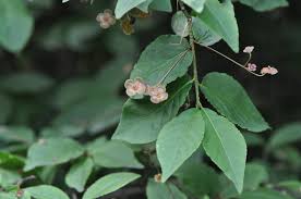 Attēlu rezultāti vaicājumam “Euonymus verrucosus”