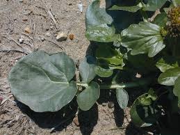 Attēlu rezultāti vaicājumam “Barbarea vulgaris subsp. arcuata fruit”