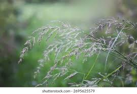 Attēlu rezultāti vaicājumam “Calamagrostis canescens”