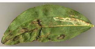 Attēlu rezultāti vaicājumam “Lathyrus sylvestris leaf”