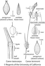 Attēlu rezultāti vaicājumam “Carex lasiocarpa male flower”