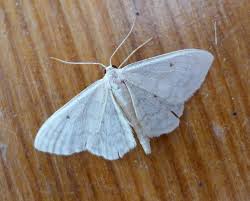 Attēlu rezultāti vaicājumam “Idaea biselata”