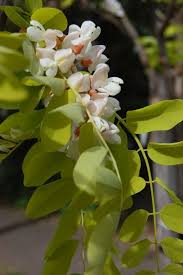Attēlu rezultāti vaicājumam “Robinia pseudoacacia flower”