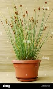 Attēlu rezultāti vaicājumam “Juncus inflexus”