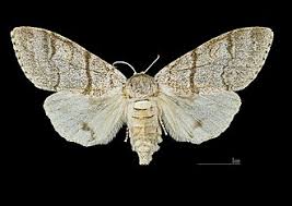 Attēlu rezultāti vaicājumam “Calliteara pudibunda”