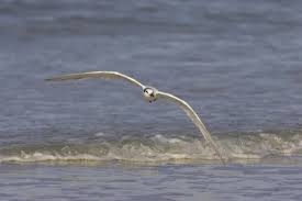 Attēlu rezultāti vaicājumam “Sterna sandvicensis adult”