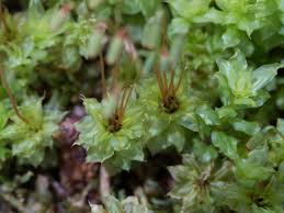 Attēlu rezultāti vaicājumam “Plagiomnium undulatum sporophyte”