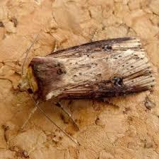 Attēlu rezultāti vaicājumam “Axylia putris”