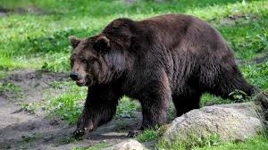 Attēlu rezultāti vaicājumam “Ursus arctos”