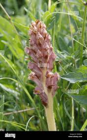 Attēlu rezultāti vaicājumam “Orobanche elatior flower”