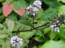 Image result for Menta x piperita