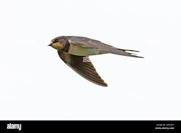 Attēlu rezultāti vaicājumam “Hirundo rustica juvenile”