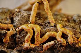 Attēlu rezultāti vaicājumam “Willkommlangea reticulata”