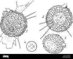 Attēlu rezultāti vaicājumam “Pohlia sphagnicola”