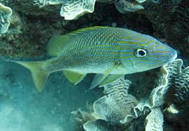 Image result for Haemulon sciurus