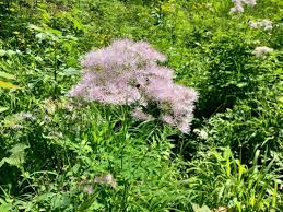 Attēlu rezultāti vaicājumam “Thalictrum aquilegifolium leaf”