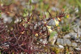 Attēlu rezultāti vaicājumam “Melampyrum pratense leaf”