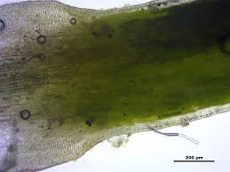 Attēlu rezultāti vaicājumam “Polytrichum strictum”