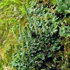 Attēlu rezultāti vaicājumam “Cladonia coniocraea”