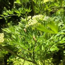 Attēlu rezultāti vaicājumam “Cnidium dubium”