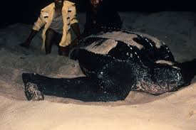 Image result for Dermochelys coriacea