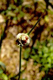 Attēlu rezultāti vaicājumam “Allium sativum bud”