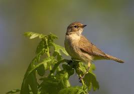 Attēlu rezultāti vaicājumam “Phylloscopus trochiloides”