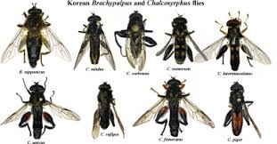 Attēlu rezultāti vaicājumam “Syrphidae”