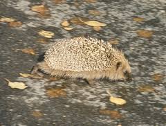 Attēlu rezultāti vaicājumam “Erinaceus sp.”