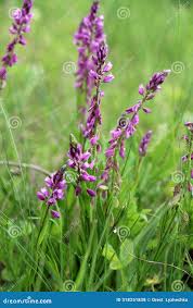 Attēlu rezultāti vaicājumam “Polygala comosa leaf”