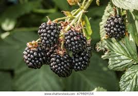 Attēlu rezultāti vaicājumam “Rubus nessensis”