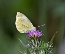 Attēlu rezultāti vaicājumam “Pieris rapae underside”