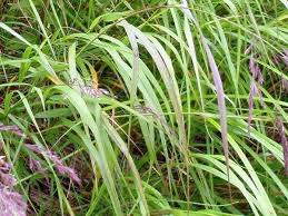Attēlu rezultāti vaicājumam “Calamagrostis purpurea”