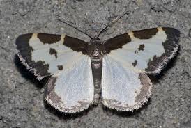 Attēlu rezultāti vaicājumam “Lomaspilis marginata”