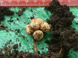 Attēlu rezultāti vaicājumam “Biorhiza pallida”