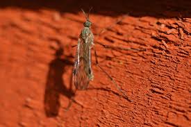 Attēlu rezultāti vaicājumam “Sylvicola sp.”