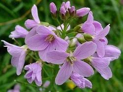 Attēlu rezultāti vaicājumam “Cruciferae”