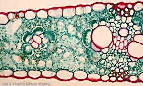 Attēlu rezultāti vaicājumam “Zea mays leaf”