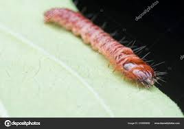 Attēlu rezultāti vaicājumam “Cerambycidae larva”