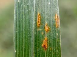 Attēlu rezultāti vaicājumam “Puccinia poarum”