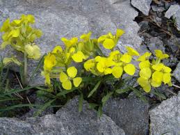 Attēlu rezultāti vaicājumam “Erysimum hieracifolium”