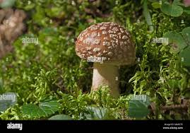 Attēlu rezultāti vaicājumam “Amanita regalis”