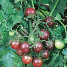Afbeeldingsresultaat voor black cherry tomato