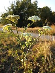 Attēlu rezultāti vaicājumam “Libanotis montana leaf”