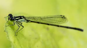 Attēlu rezultāti vaicājumam “Comatricha fragilis”