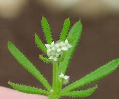 Image result for Galium aparine