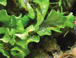 Attēlu rezultāti vaicājumam “Fossombronia wondraczekii”