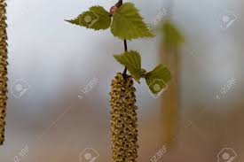 Attēlu rezultāti vaicājumam “Betula pendula flower”
