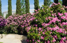 Attēlu rezultāti vaicājumam “Rhododendron catawbiense”