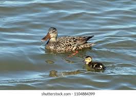 Attēlu rezultāti vaicājumam “Anas clypeata”